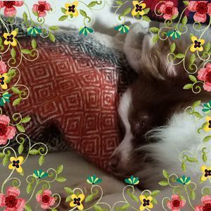 Meet your Posher, Carol